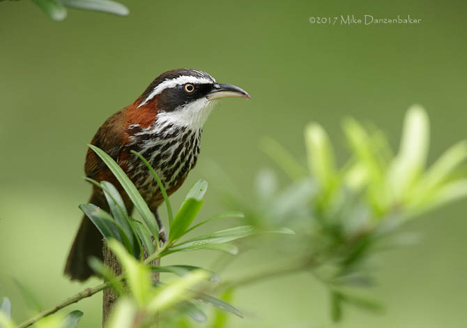 Taiwan Scimitar Babbler (Pomatorhinus musicus) photo image