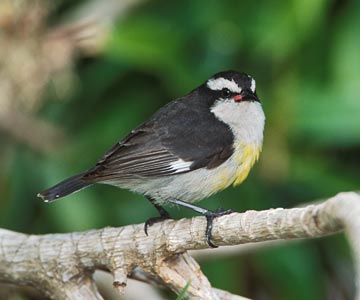Bananaquit (Coereba flaveola) photo image