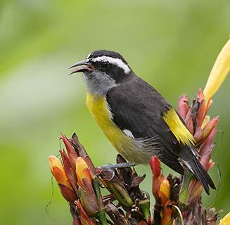 Bananaquit (Coereba flaveola) photo image