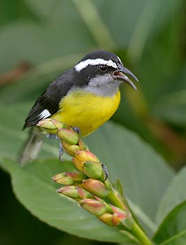 Bananaquit (Coereba flaveola) photo image