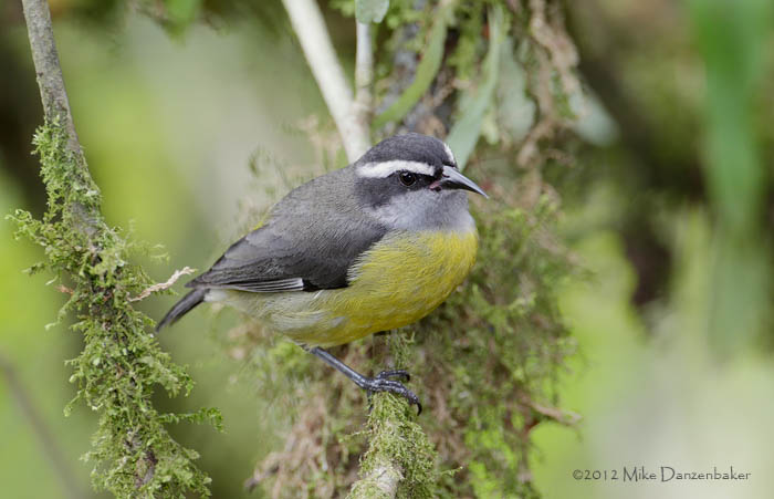 Bananaquit (Coereba flaveola) photo
