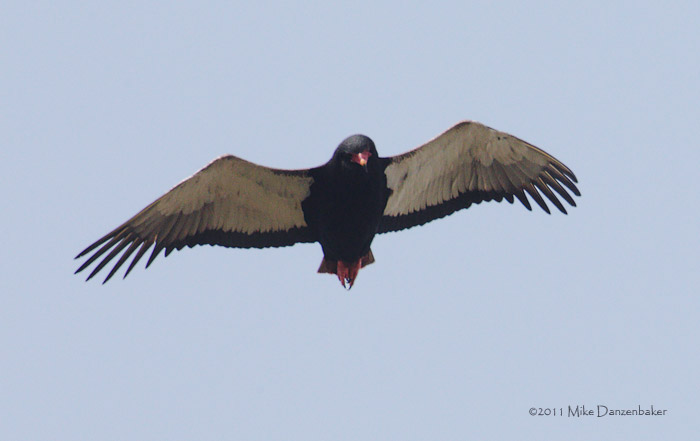 Bateleur (Terathopius ecaudatus) photo image