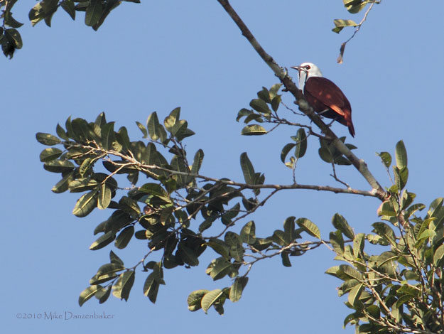 Three-wattled Bellbird (Procnias tricarunculata) photo
