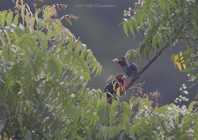 Double-toothed Barbet (Lybius bidentatus) photo image
