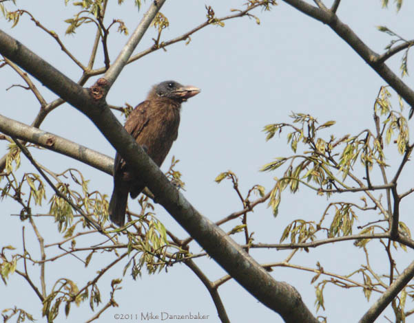 Naked-faced Barbet (Gymnobucco calvus) photo image