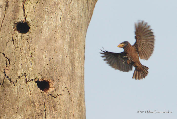 Naked-faced Barbet (Gymnobucco calvus) photo image