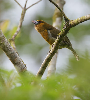 Prong-billed Barbet (Semnornis frantzii) photo image