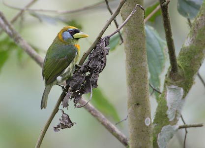 Red-headed Barbet (Eubucco bourcierii) photo image