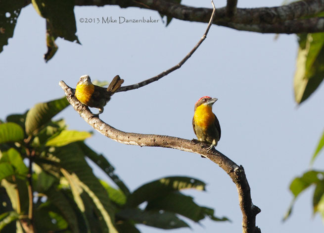 Scarlet-crowned Barbet (Capito aurovirens) photo