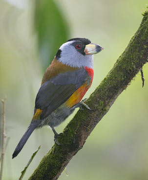 Toucan Barbet (Semnornis ramphastinus) photo image