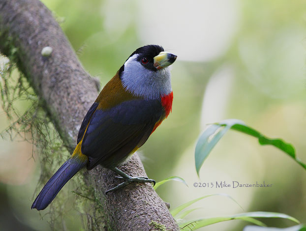 Toucan Barbet (Semnornis ramphastinus) photo image