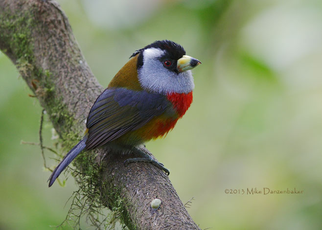 Toucan Barbet (Semnornis ramphastinus) photo image