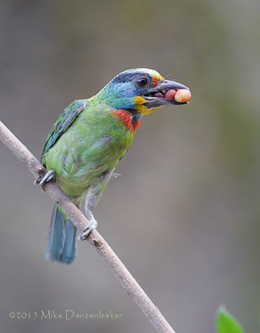 Taiwan Barbet (Megalaima nuchalis) photo image