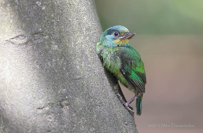 Taiwan Barbet (Megalaima nuchalis) photo image
