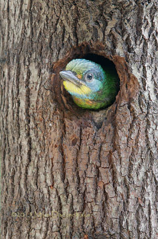 Taiwan Barbet (Megalaima nuchalis) photo image