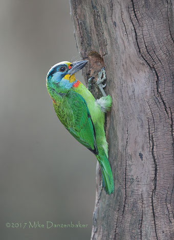Taiwan Barbet (Megalaima nuchalis) photo