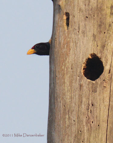 Yellow-billed Barbet (Trachyphonus purpuratus) photo image
