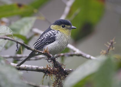 Barred Becard (Pachyramphus versicolor) photo