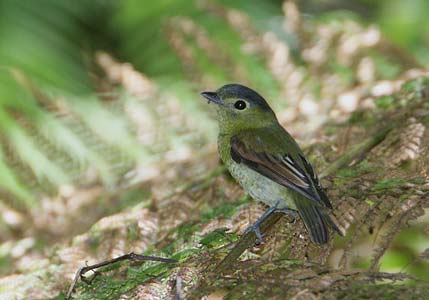 Barred Becard (Pachyramphus versicolor) photo image