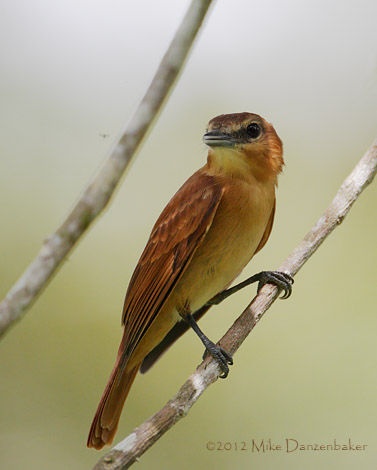 Cinnamon Becard (Pachyramphus cinnamomeus) photo image