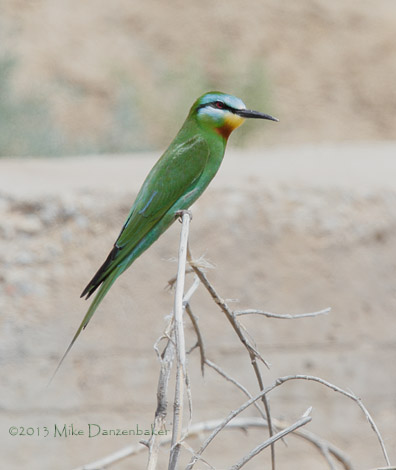 Blue-cheeked Bee-eater (Merops persicus) photo