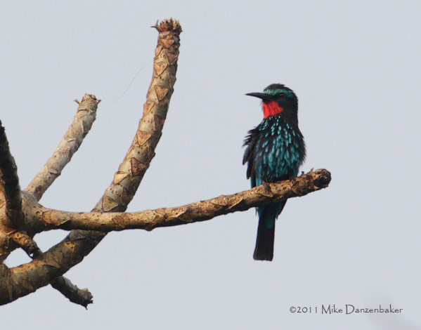Black Bee-eater (Merops gularis) photo image
