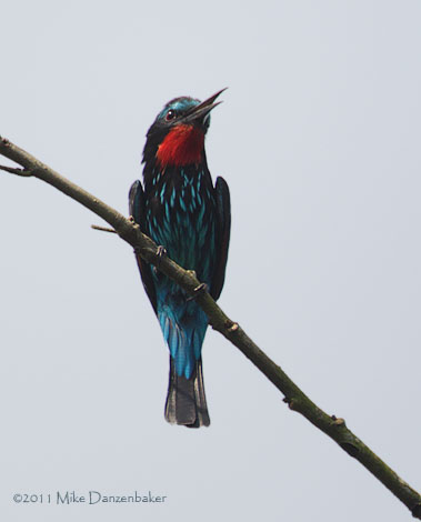 Black Bee-eater (Merops gularis) photo image