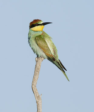 European Bee-eater (Merops apiaster) photo image