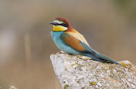 European Bee-eater (Merops apiaster) photo image