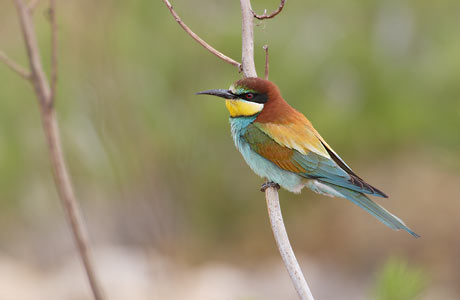 European Bee-eater (Merops apiaster) photo image
