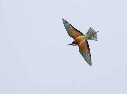 European Bee-eater (Merops apiaster) photo