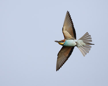 European Bee-eater (Merops apiaster) photo image