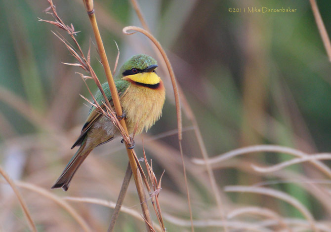 Little Bee-eater (Merops pusillus) photo image