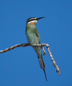 Olive Bee-eater (Merops superciliosus) photo image