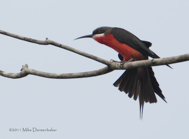 Rosy Bee-eater (Merops malimbicus) photo