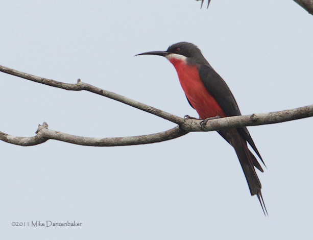 Rosy Bee-eater (Merops malimbicus) photo image