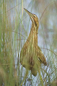 American Bittern (Botaurus lentiginosus) photo image