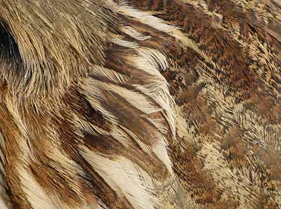 American Bittern (Botaurus lentiginosus) photo image