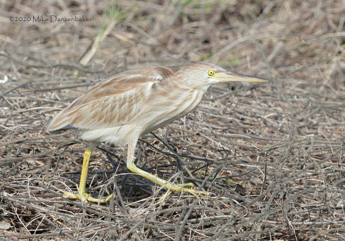 Yellow Bittern (Ixobrychus sinensis) photo image