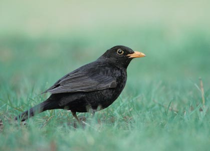 Common Blackbird (Turdus merula) photo image