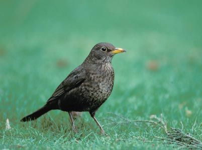 Common Blackbird (Turdus merula) photo image