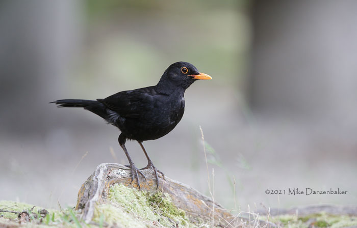 Common Blackbird (Turdus merula) photo image