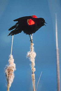Red-winged Blackbird (Agelaius phoeniceus) photo image