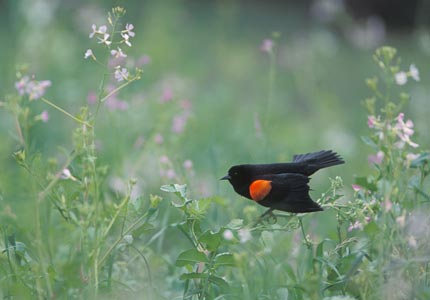 Red-winged Blackbird (Agelaius phoeniceus) photo image
