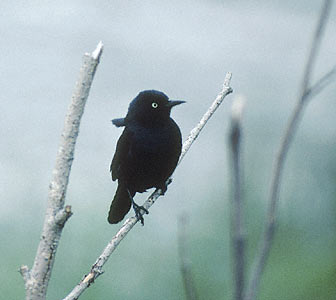 Rusty Blackbird (Euphagus carolinus) photo image