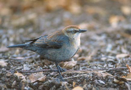 Rusty Blackbird (Euphagus carolinus) photo image