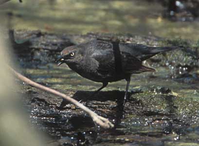 Rusty Blackbird (Euphagus carolinus) photo image