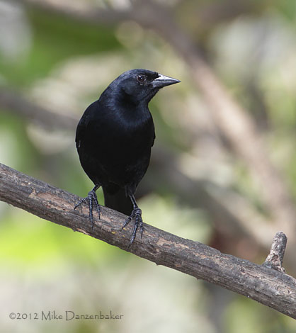 Scrub Blackbird (Dives warczewiczi) photo image