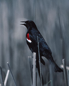 Tricolored Blackbird (Agelaius tricolor) photo image