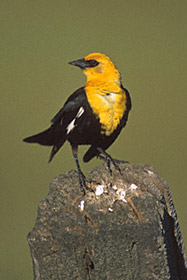 Yellow-headed Blackbird (Xanthocephalus xanthocephalus) photo image